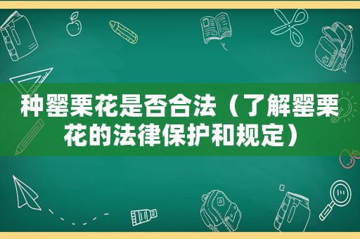 種罌栗花是否合法（了解罌栗花的法律保護和規定）