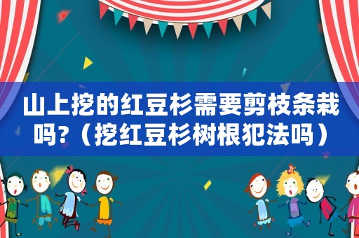 山上挖的紅豆杉需要剪枝條栽嗎?（挖紅豆杉樹根犯法嗎）