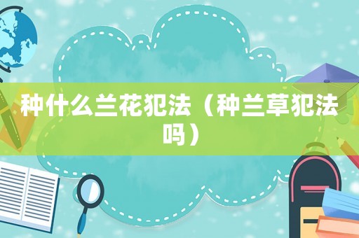 種什么蘭花犯法（種蘭草犯法嗎）