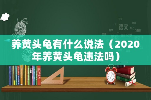 養黃頭龜有什么說法（2020年養黃頭龜違法嗎）