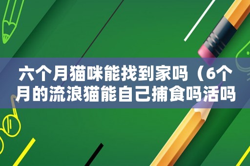 六個月貓咪能找到家嗎（6個月的流浪貓能自己捕食嗎活嗎?）