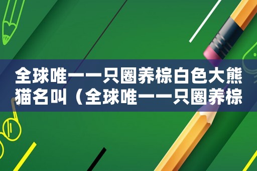 全球唯一一只圈養棕白色大熊貓名叫（全球唯一一只圈養棕白色大熊貓叫什么）